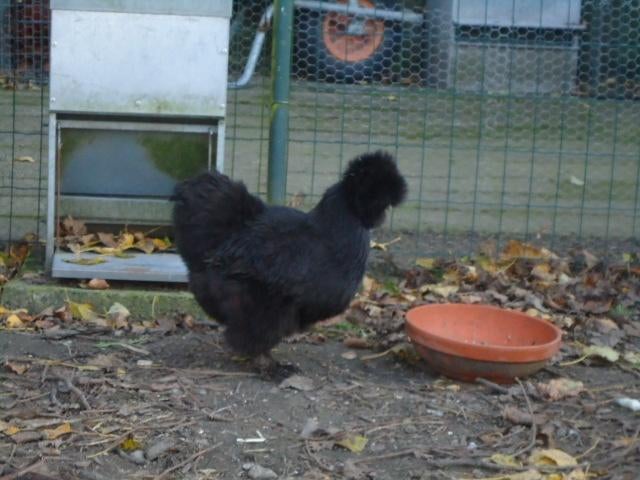 kippen : zijdehoenders, Dieren en Toebehoren, Meerdere dieren, Kip