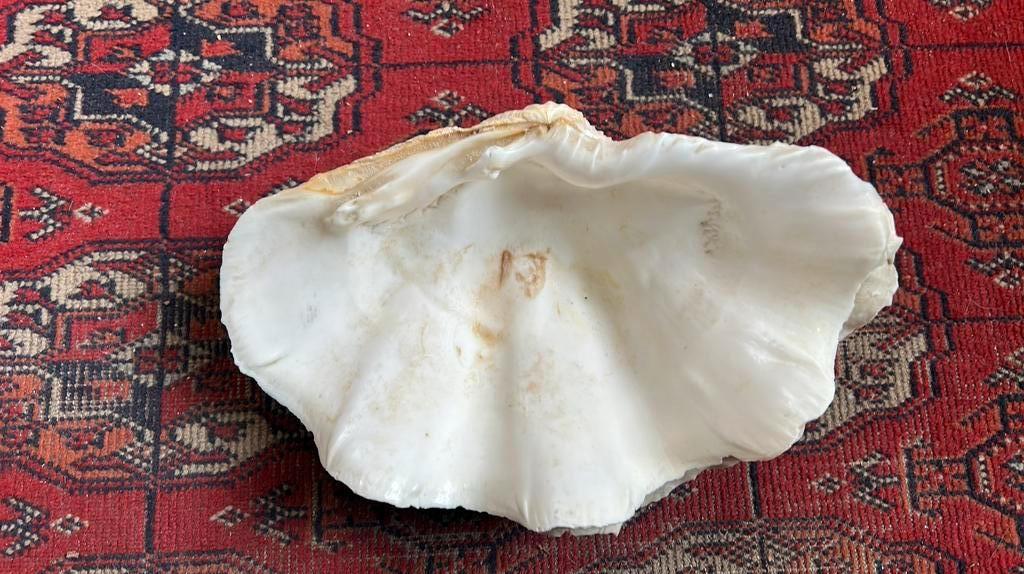 Benitier méditerranéen, Collections, Enlèvement ou Envoi, Coquillage(s)