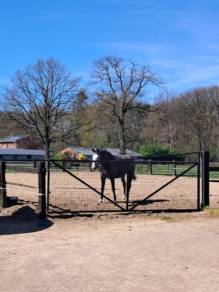 Stalling /weide, Dieren en Toebehoren, Weidegang, 1 paard of pony