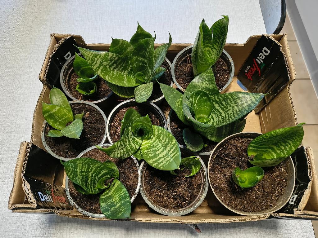 Stekjes kamerplant Sansevieria trifasciata, Autres espèces, En pot, Plein soleil, Moins de 100 cm