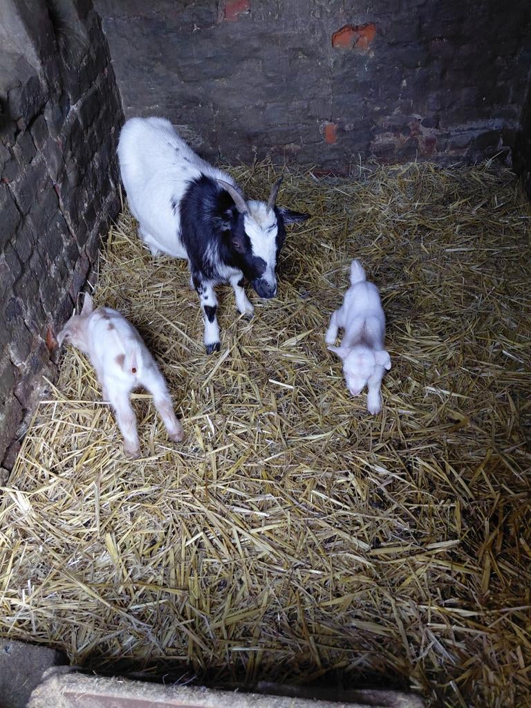 Dwerggeit met lammetjes