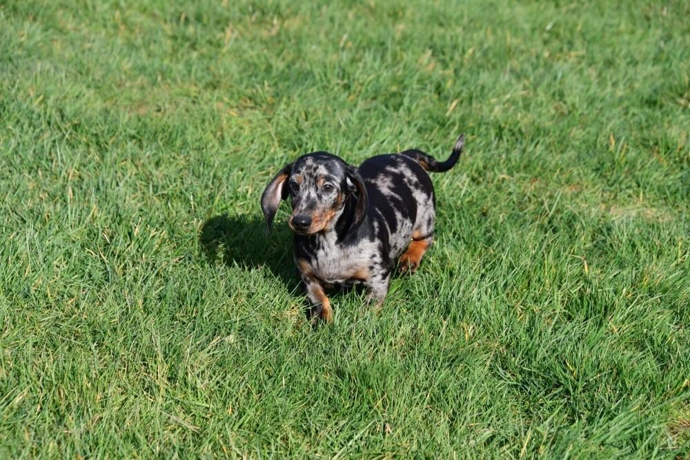 Chiots teckel à vendre (à poil ras), Animaux & Accessoires, Chiens | Teckels & Bassets, 15 semaines à 1 an, Étranger, Poils courts