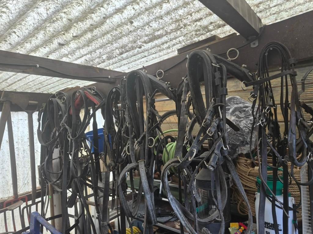 Getuig schetlanders, Dieren en Toebehoren, Ophalen, Nieuw, Overige soorten