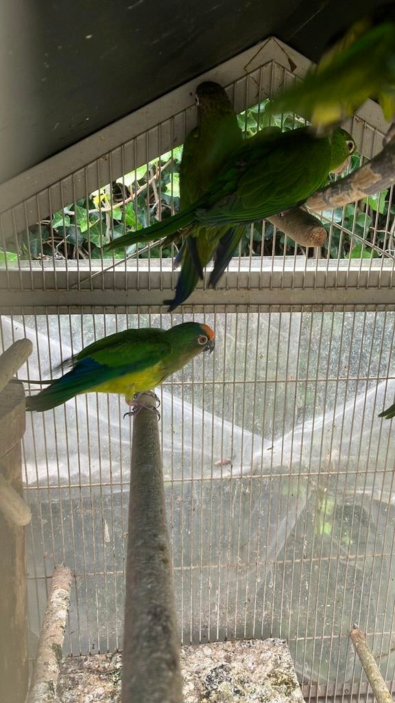 PRIJSJE: AUSTRALISCHE PAPEGAAIEN VANAF 100 EURO/VOGEL, Meerdere dieren, Papegaai