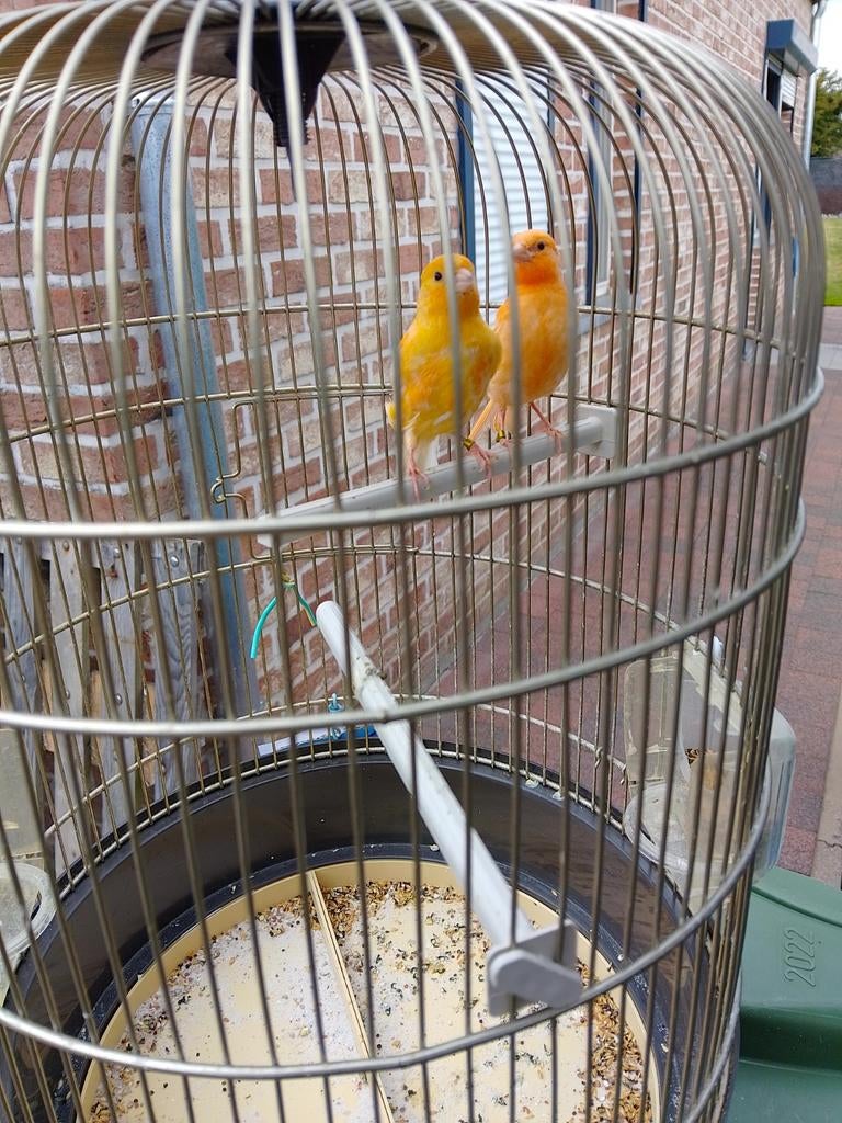 CANARIS DE TRÈS BONNE COULEUR SIFFLANTE, bagués à partir de, Animaux & Accessoires, Plusieurs animaux, Canari chanteur