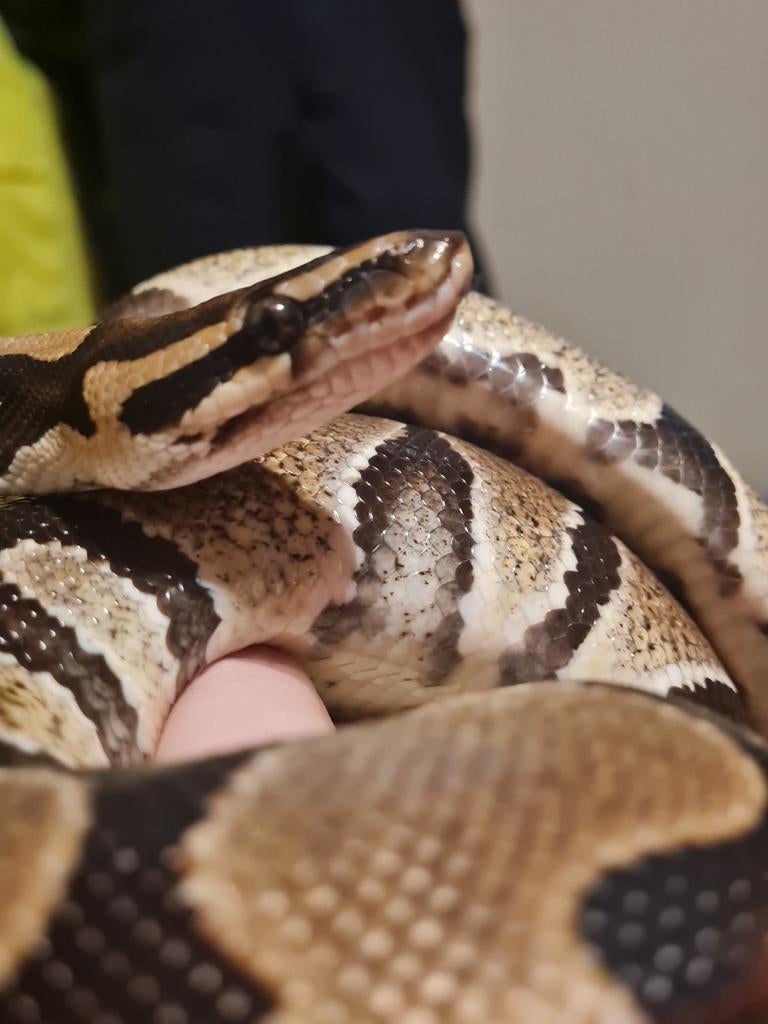 Ballpython/ koningspython / python regius, Dieren en Toebehoren, Reptielen en Amfibieën