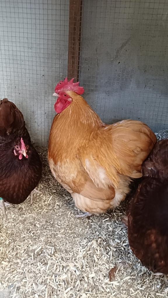 Orpington nain fauve, Animaux & Accessoires, Mâle, Poule ou poulet