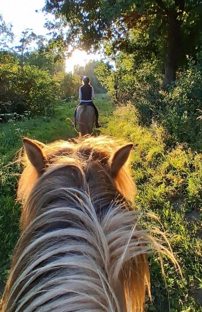Paardrijden op ijslandse paarden, Dieren en Toebehoren