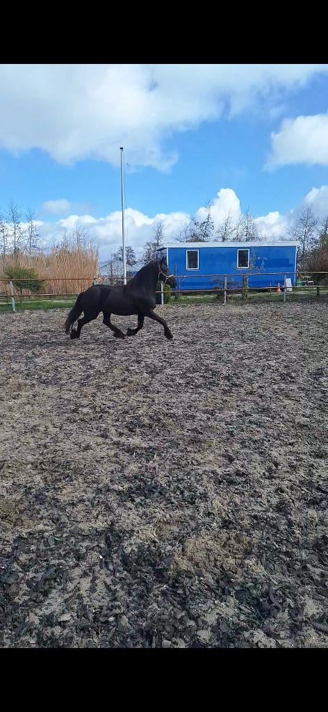 Mooie friese merrie, Dieren en Toebehoren, Paarden, Merrie, Onbeleerd, 160 tot 165 cm, 3 tot 6 jaar