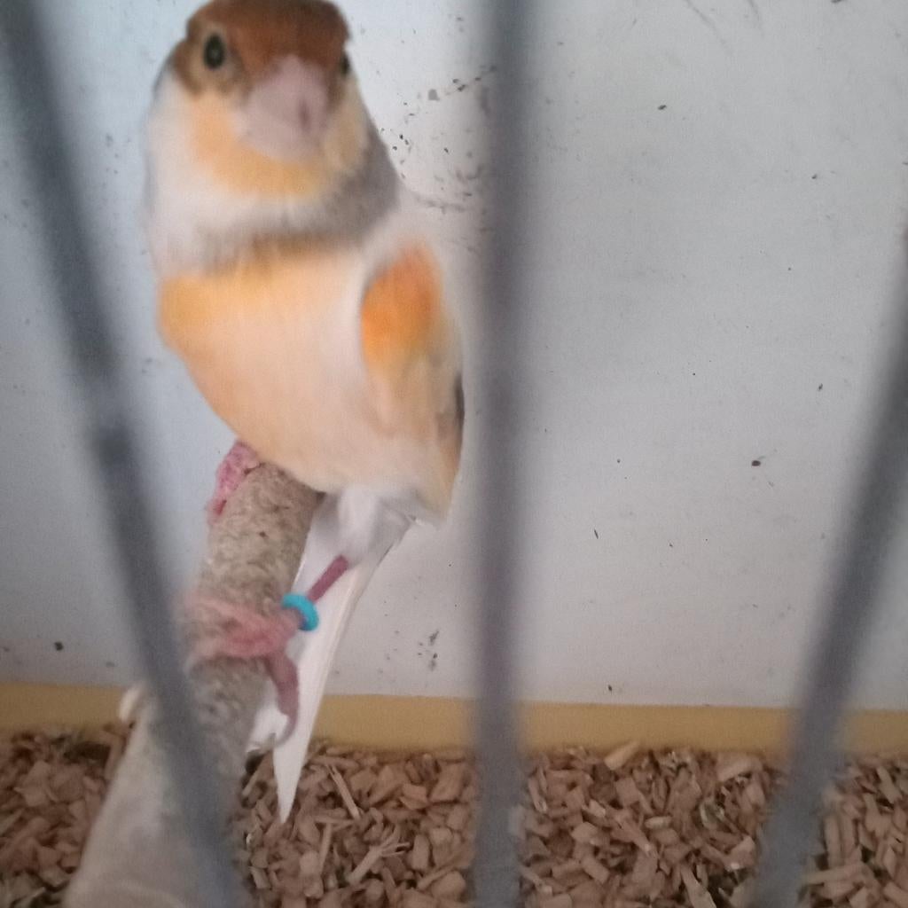 Harlekijn man 2024, Dieren en Toebehoren, Vogels | Kanaries