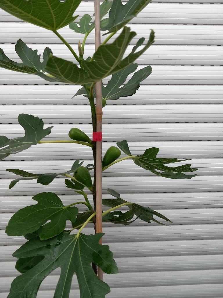 FIGUIERS PRECOCE DE DALMATIA, +/- 1,5 mètre, 15€/pièce, Enlèvement ou Envoi, Plante fixe, Plantes fruitières, Plein soleil