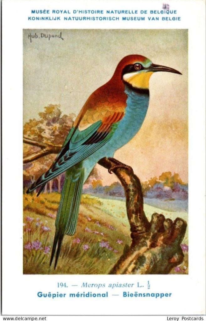 Bieënsnapper – Nº 194 – Antique Belgian Museum History Print, Collections, Cartes postales | Animaux, Envoi, Non affranchie, Oiseaux