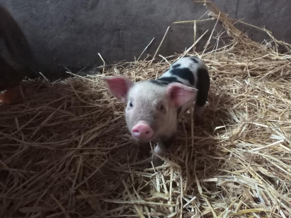 Bonte Bentheimer biggen, Animaux & Accessoires, Plusieurs animaux, Porcs, 0 à 2 ans