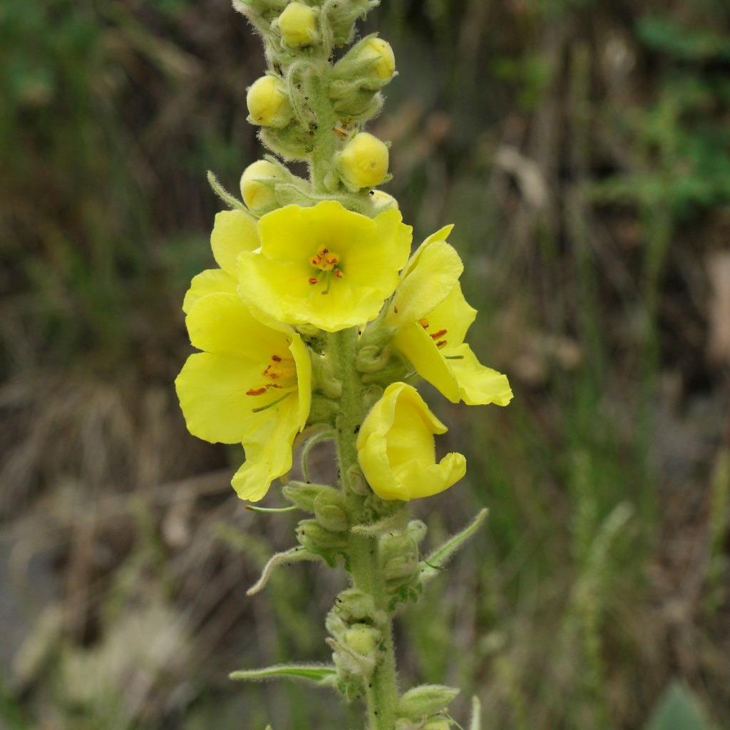 Graines de Verbascum jaune, Tuin en Terras, Bloembollen en Zaden, Zaad, Verzenden