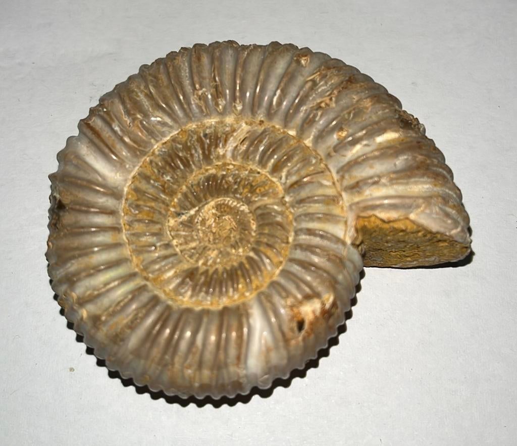 Ammoniet - 78gram - Fossiel, Verzamelen, Mineralen en Fossielen, Ophalen of Verzenden, Fossiel