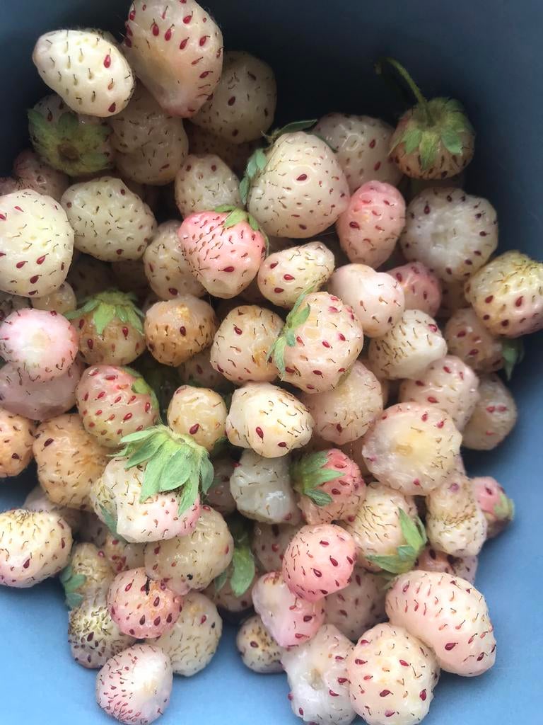 Ananasaardbeiplanten, Enlèvement, Été