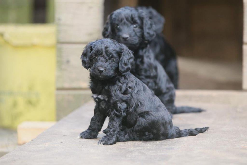Spoodle pups, Spaniel x Poedel, Belgisch fokker, Parvo, België, Fokker | Hobbymatig, 8 tot 15 weken