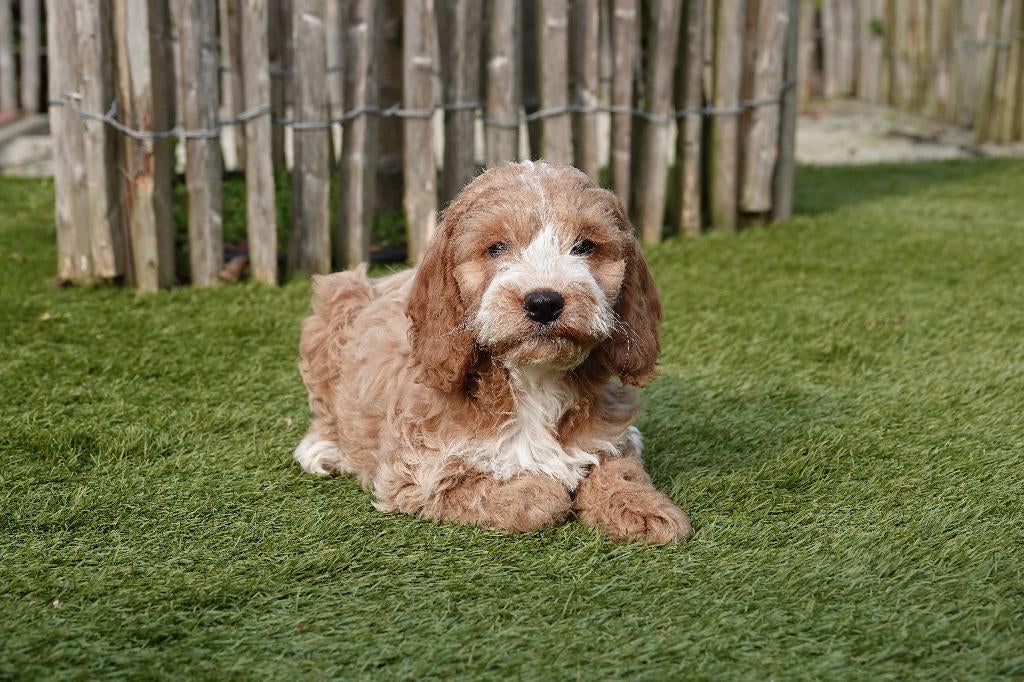 Magnifiques chiots Cockapoo Abricot-Blanc, Abricot et Sable, Autres races, Plusieurs, Hépatite contagieuse (maladie de Rubarth)
