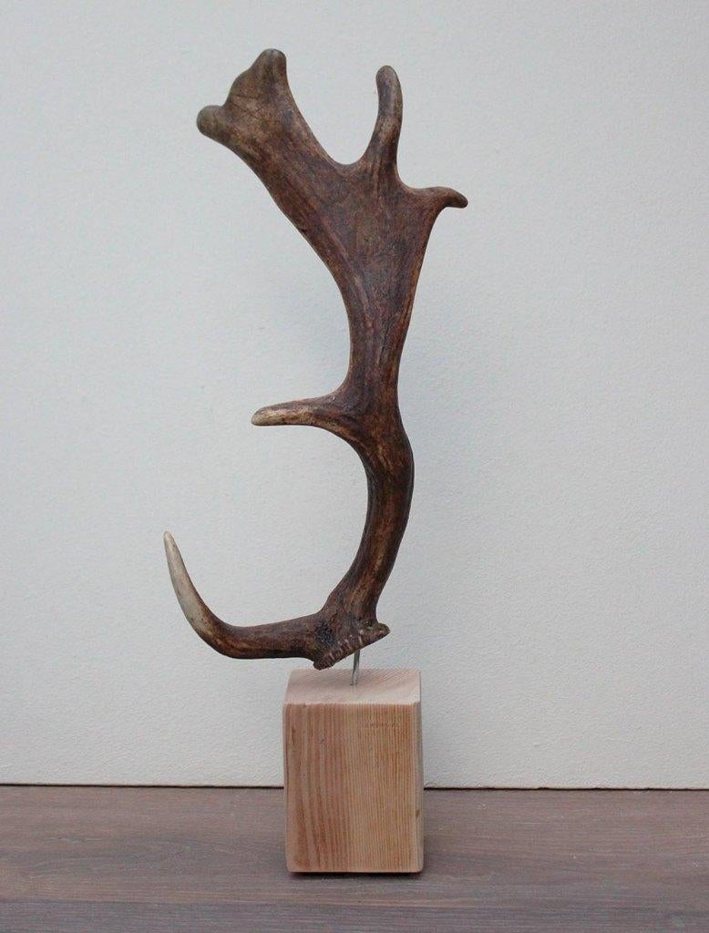 DAMHERT GEWEI op houten sokkel - ref. F, Ophalen of Verzenden, Nieuw, Hert, Gewei of Kop