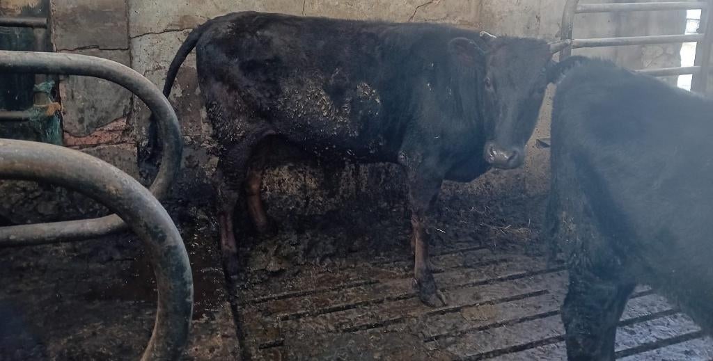 Te koop 5 Volbloed Wagyu runderen, Dieren en Toebehoren, Runderen, Meerdere dieren, 0 tot 2 jaar