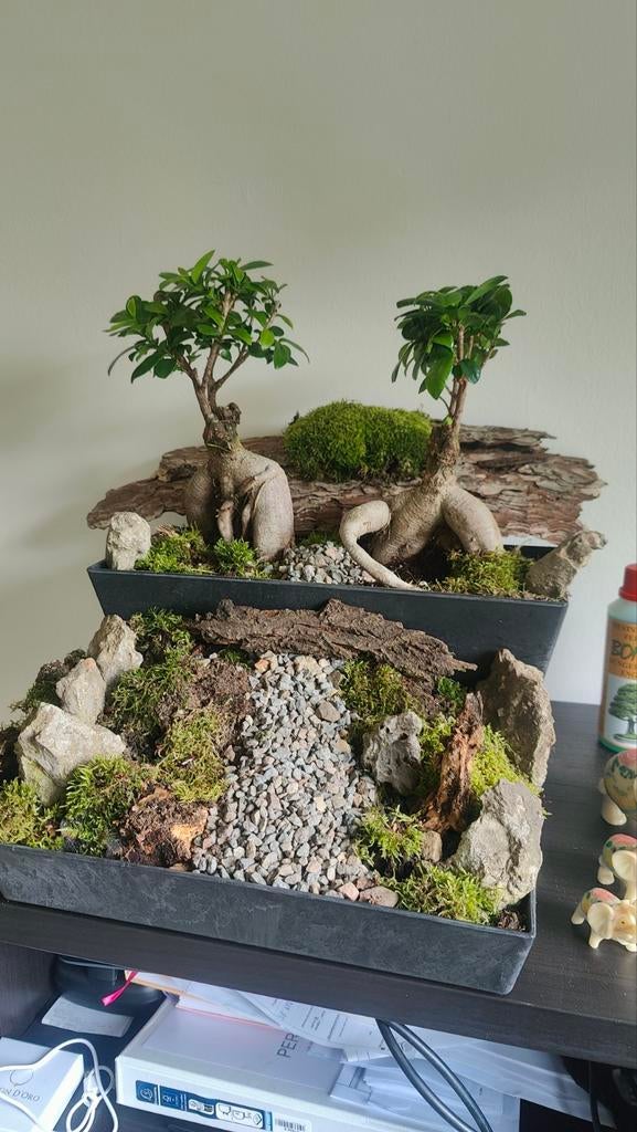Bonsai, Maison & Meubles, Plantes d'intérieur, Enlèvement, Bonsai