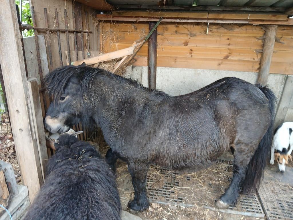 Paarden en pony's, Animaux & Accessoires, Chevaux & Poneys | Selles, Enlèvement ou Envoi