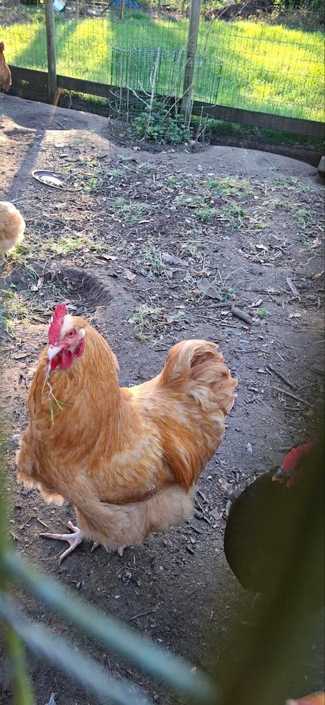 Mooie Orpington haan, Dieren en Toebehoren, Pluimvee