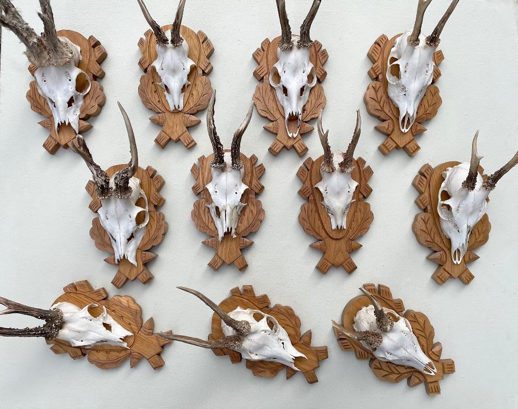 OPRUIMING : 11 x REE GEWEI op houten schild met kaakdeeltjes, Verzamelen, Dierenverzamelingen, Gebruikt, Gewei of Kop, Hert, Ophalen of Verzenden