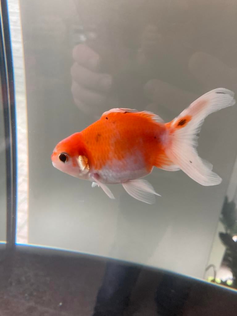 Butterfly goudvis, Dieren en Toebehoren, Vis, Zoetwatervis, Schoolvis