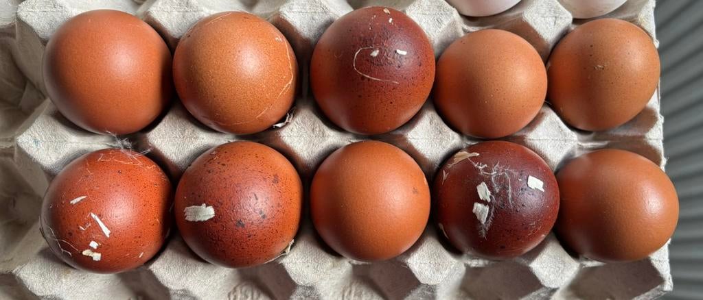 Marans koperhals broedeieren, Dieren en Toebehoren, Pluimvee