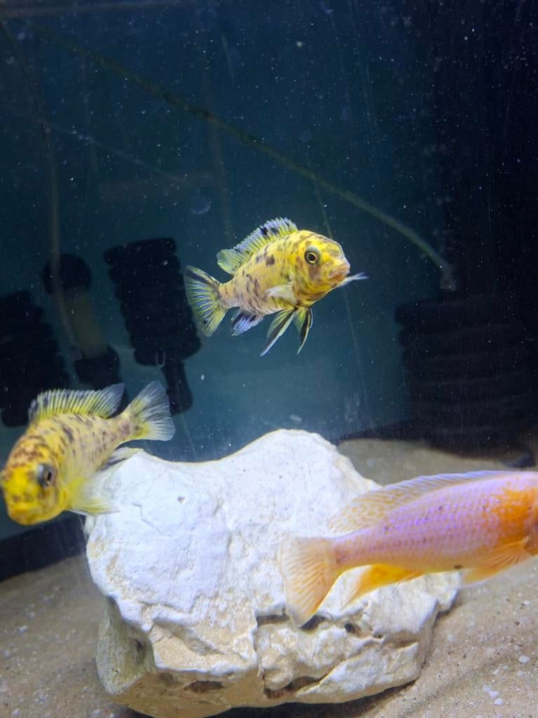 Cichlides malawi tropheops otter point 7-8 cm, Animaux & Accessoires