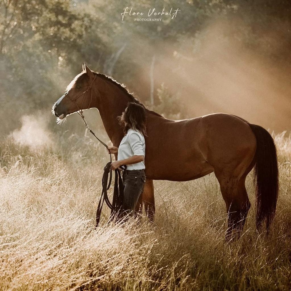 Prachtige ruin, Animaux & Accessoires, Chevaux, Hongre