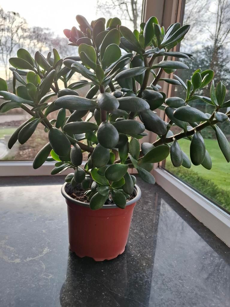 Vetplant, Maison & Meubles, Plantes d'intérieur, Enlèvement, Plante succulente