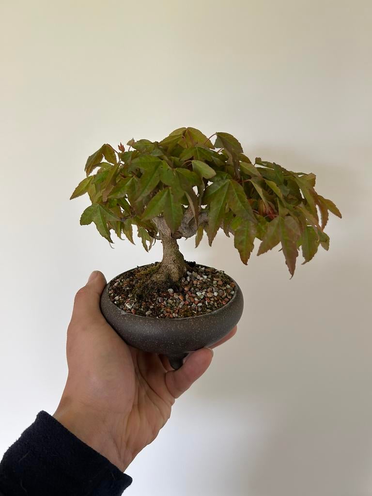 Japanse acer buergerianum bonsai, Ophalen, Bonsai