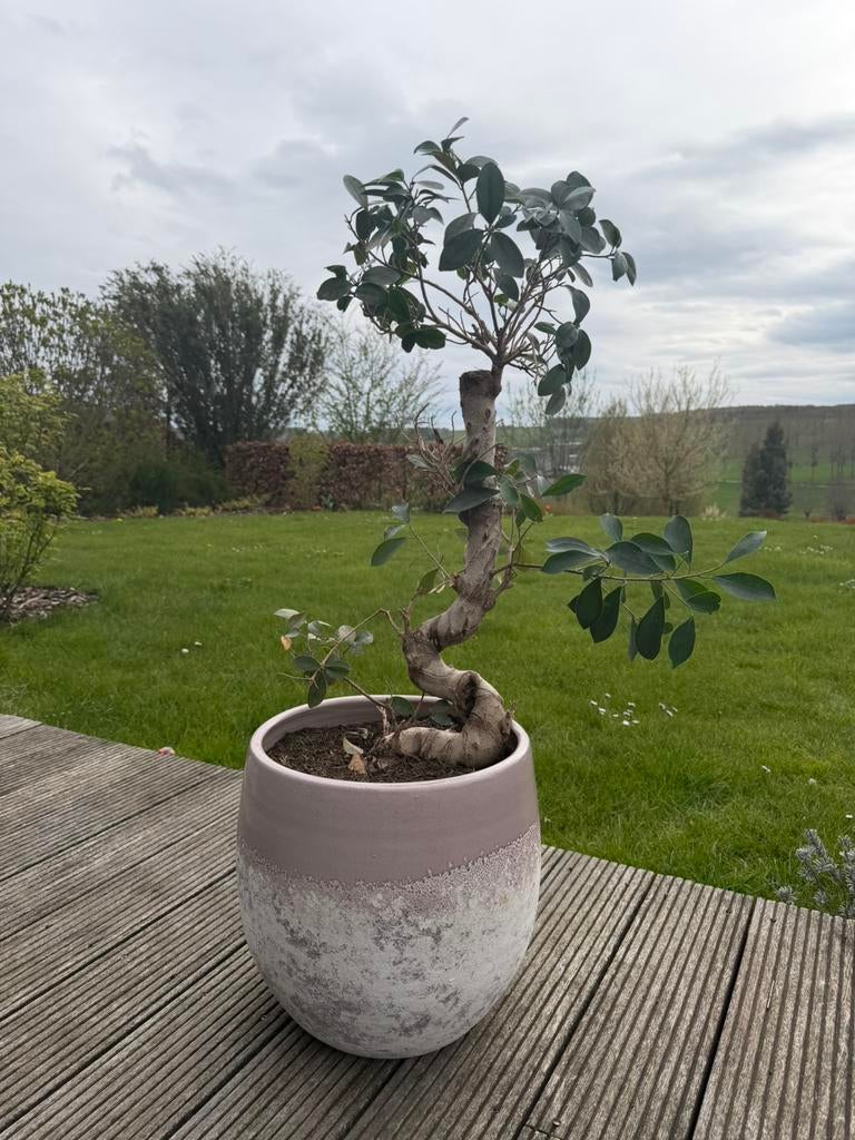 Prachtige Bonsai Ficus in stijlvolle tweekleurige pot, Tuin en Terras, Halfschaduw, Overige soorten, Minder dan 100 cm, Ophalen