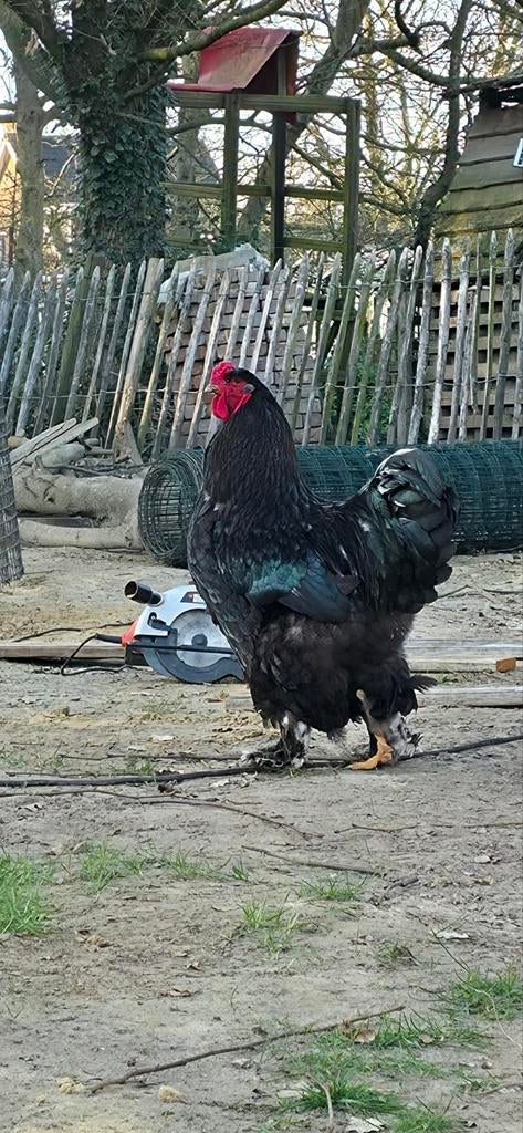 Mooie Zwarte Brahma Haan, Dieren en Toebehoren, Pluimvee