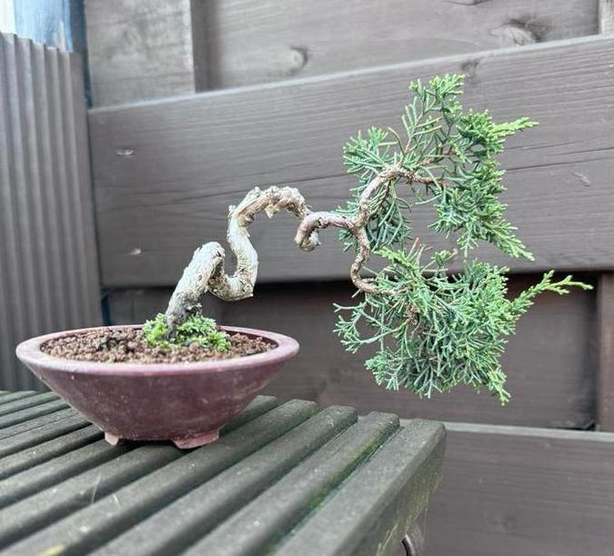 Bonsaï Juniperus Mame - Génevrier Pot signé Tokoname, Tuin en Terras, Lente, Minder dan 100 cm, Volle zon, In pot