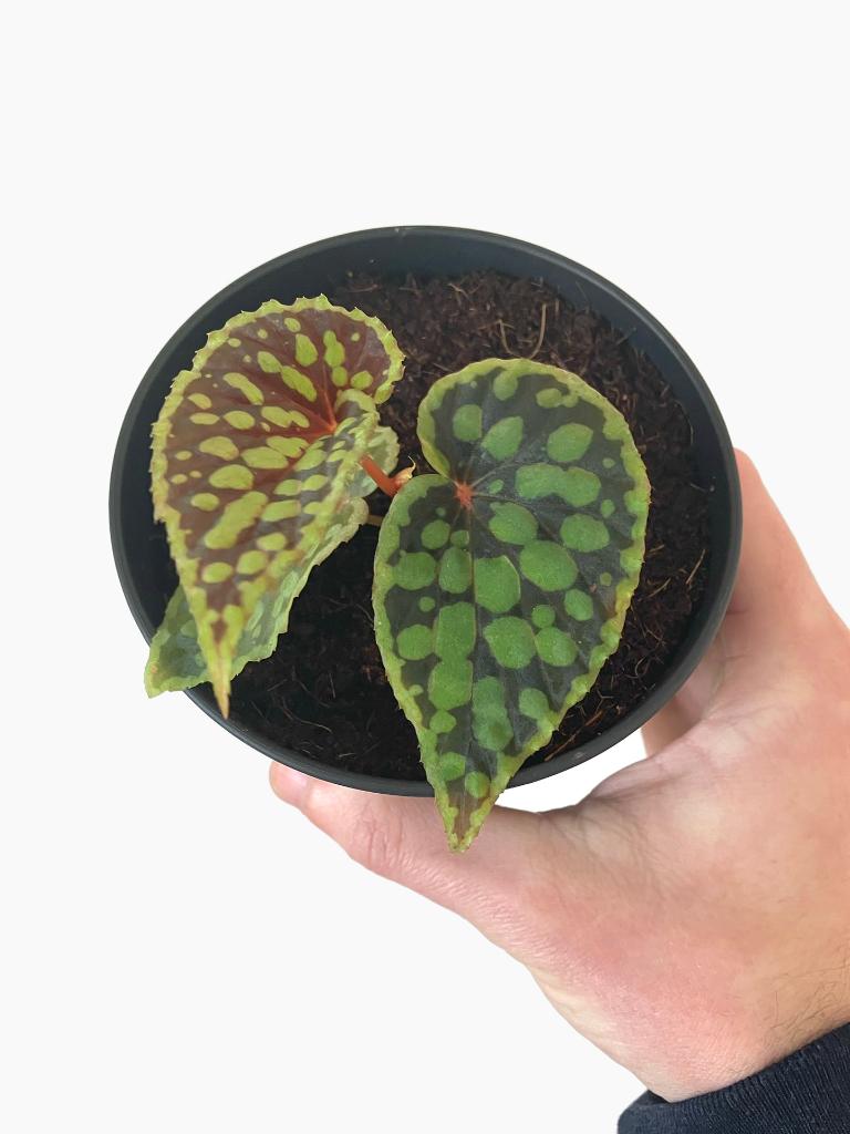 Begonia Chlorosticta, Maison & Meubles, Plantes d'intérieur, Autres espèces, Moins de 100 cm, Plante à fleurs, Ombre partielle