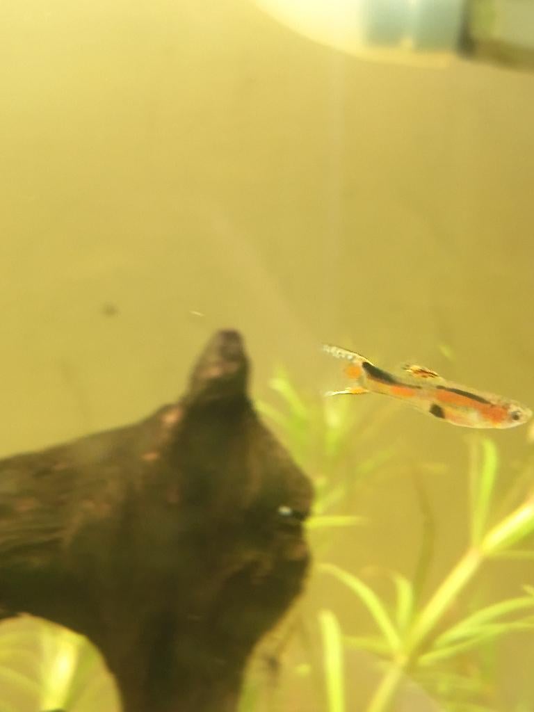 Aquarium vissen 3 soorten, Dieren en Toebehoren, Ophalen