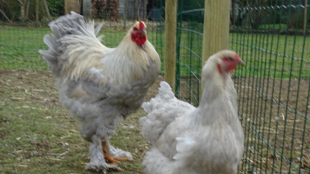 Broedeieren van brahma Isabelpatrijs., Dieren en Toebehoren, Pluimvee