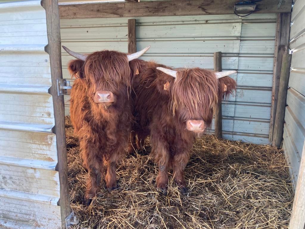 Jonge schotse hooglander vaarzen geboren 4/2025 en 6/2025, Dieren en Toebehoren, Runderen