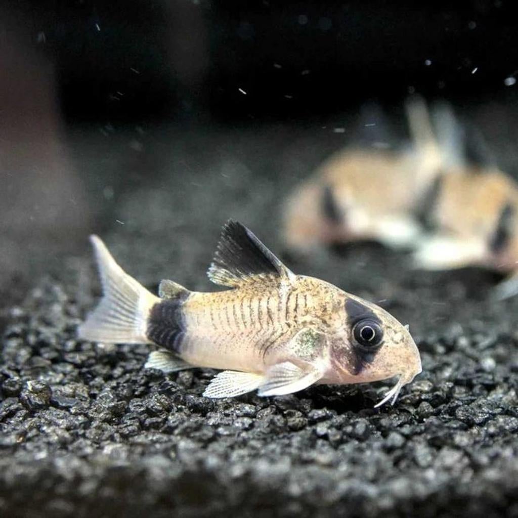 Corydoras Panda 3/4 cm, Animaux & Accessoires, Poisson, Poisson d'eau douce, Banc de poissons