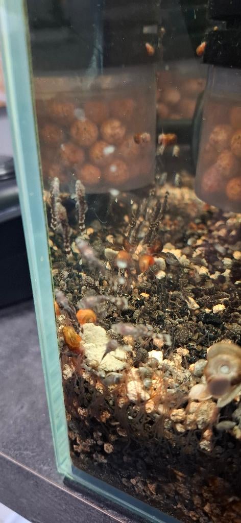 Baby Ancistrusjes, Autres types, Poisson d'eau douce