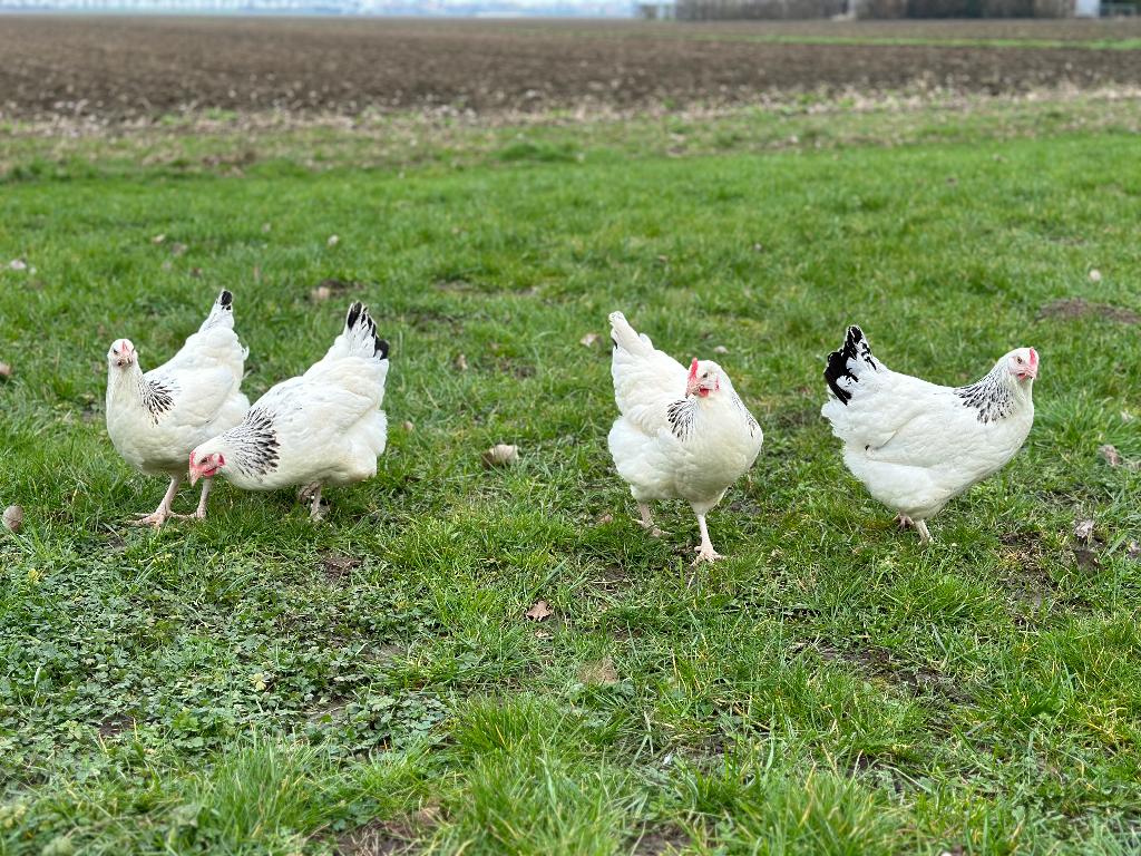 Jonge tamme Sussex kippen gesekst & ingeënt, Dieren en Toebehoren, Vrouwelijk, Kip