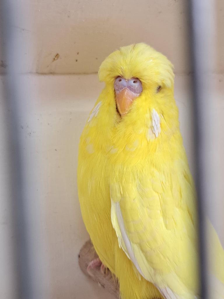 Tt gerichte engelse lutino grasparkieten, Dieren en Toebehoren, Vogels | Parkieten en Papegaaien