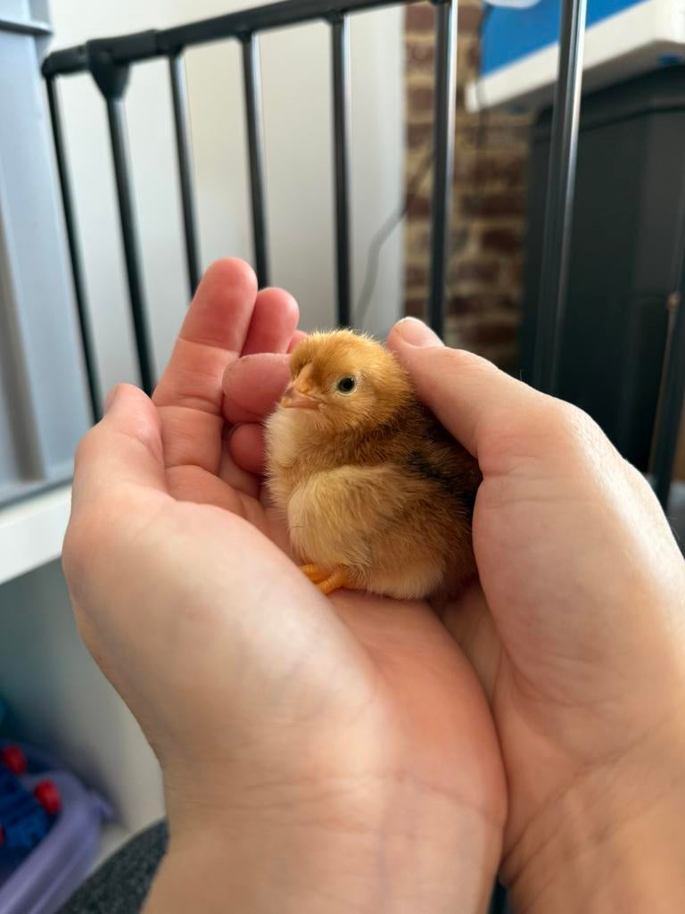 Wyandotte kriel kuikens, Geslacht onbekend, Kip