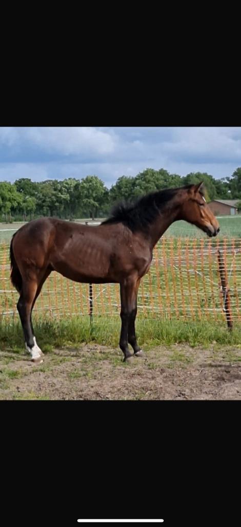 Talentvol 2 jarig dressuur paard, Animaux & Accessoires, Chevaux, Cheval de dressage, Avec pedigree, 160 à 165 cm, Étalon