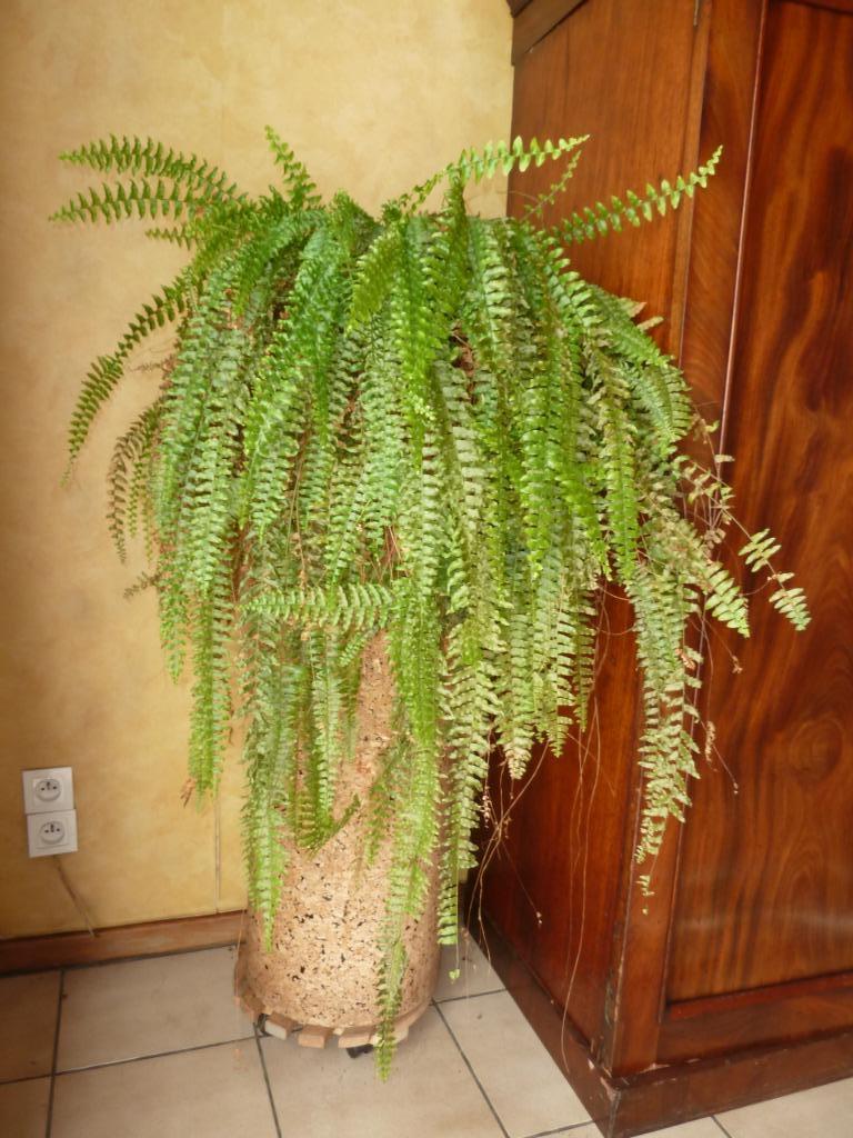 planten staander (zuil bekleed met kurk), Ophalen, Gebruikt