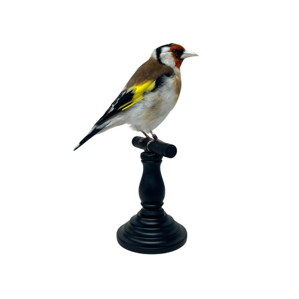 Prachtige opgezette putter te koop!, Ophalen of Verzenden, Nieuw, Vogel, Opgezet dier