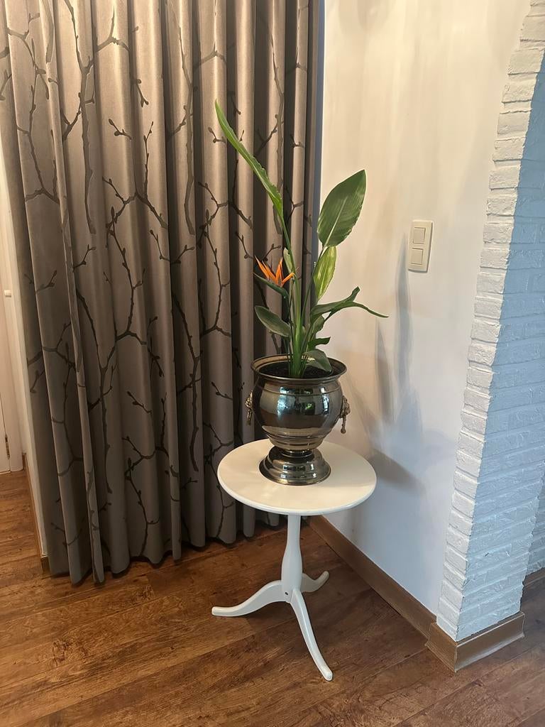 Koperen pot bloempot met leeuwenkop plant strelitzia reginae, Huis en Inrichting, Kamerplanten, Ophalen